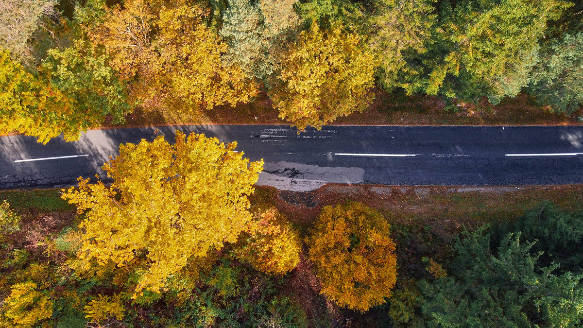 Luftaufnahme eines herbstlich gefärbten Waldstücks bei der Schütt in Kärnten – Panoramafotografie mit Fokus auf Berg- und Seenlandschaften