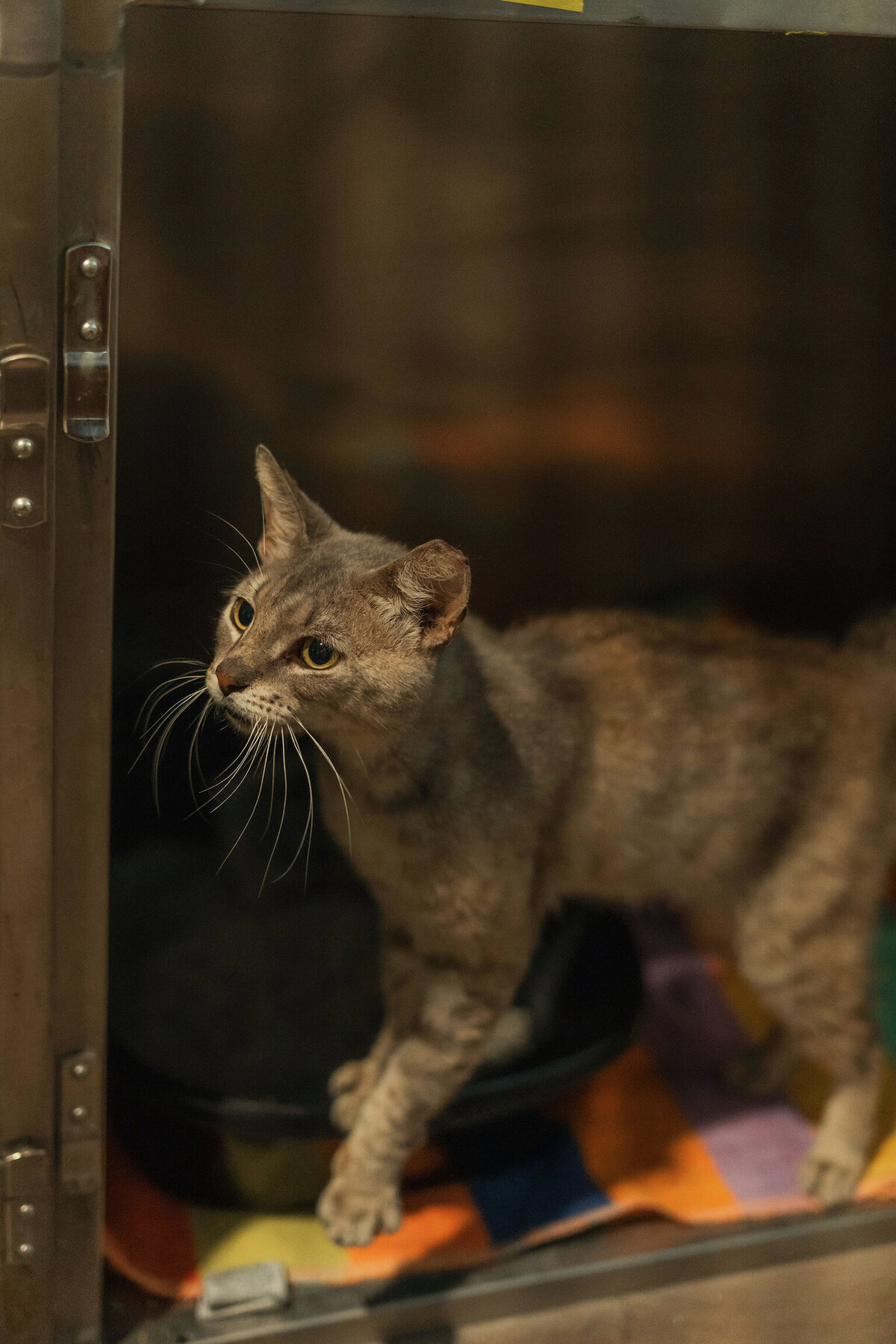 Crap Project Available Cats for Adoption | Mercy Full Project