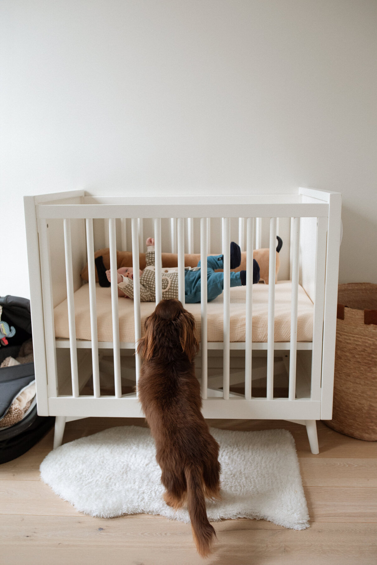 brooklyn family portrait of a baby in a crib with a dachshund watching over him and trying to get in