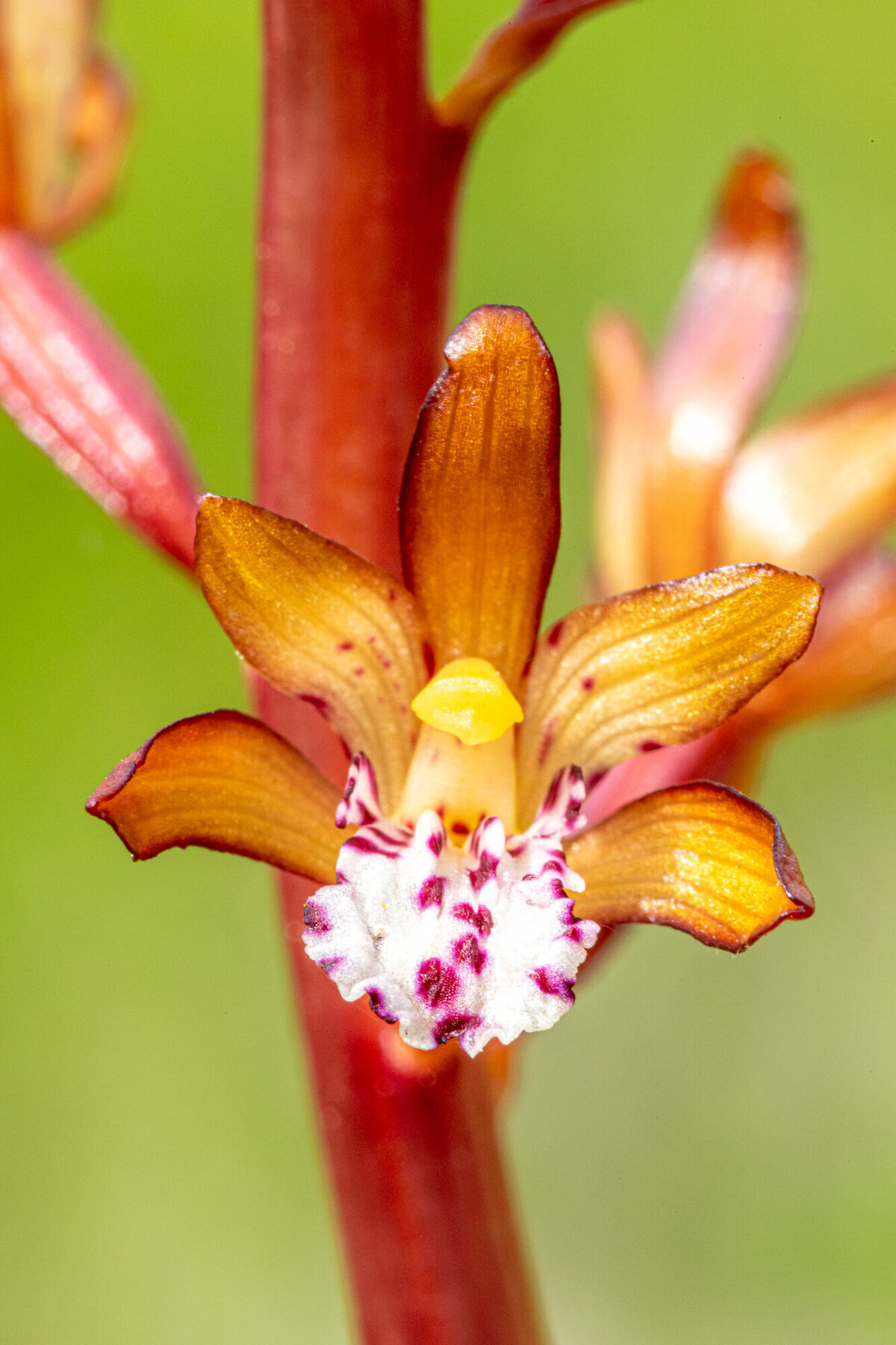 Montana wildflower spotted coralroot wild orchid, Pattee Canyon, Missoula, MT