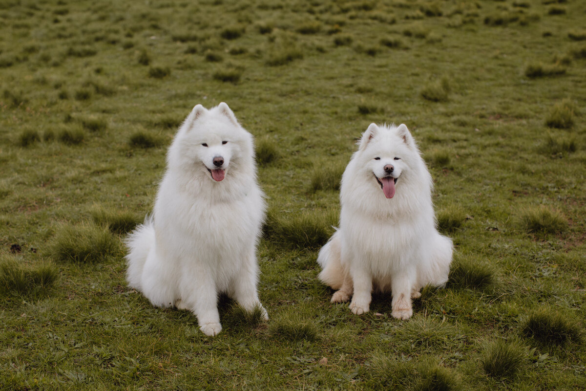 Keilor_dog walker-8