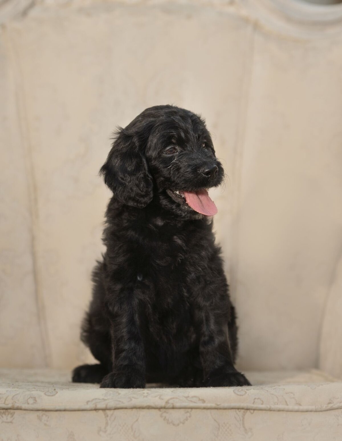 lilla-bordas-portraits-tampa-DOG-photographer1315_1