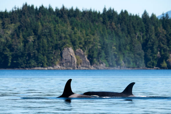 Whale watching Vancouver Island, BC, Canada