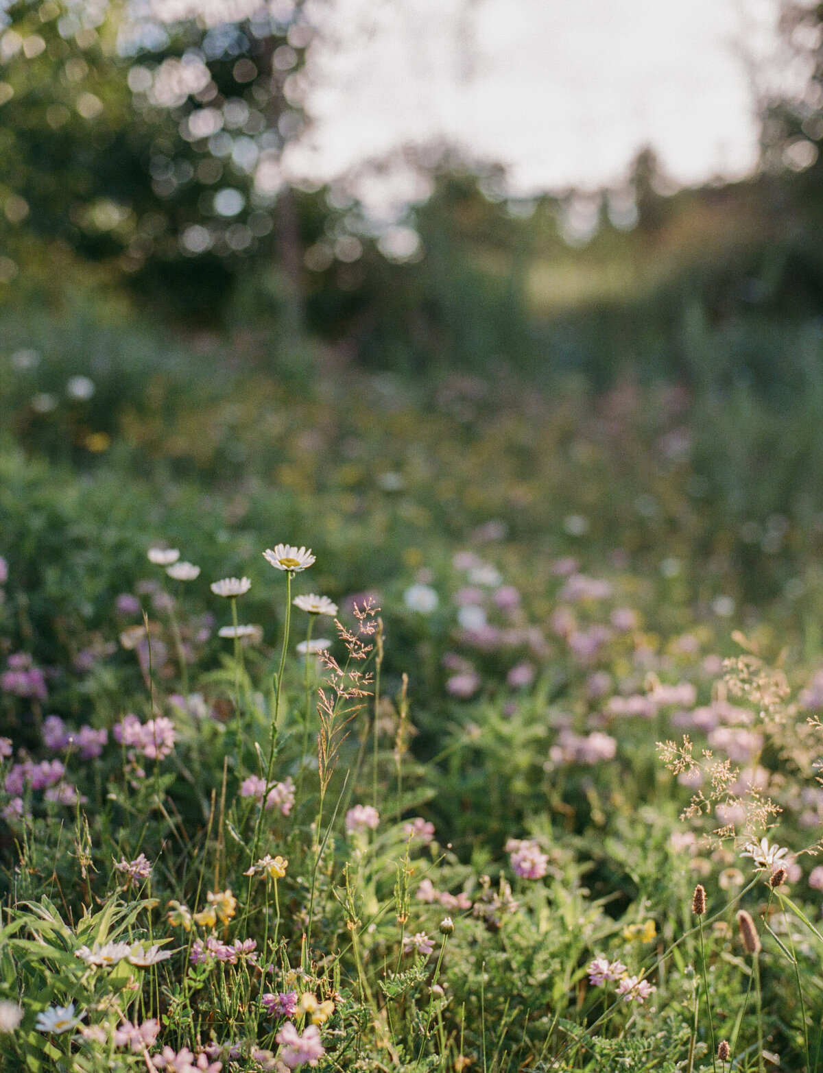 sunlit meadow in morning, wildflowers, summer film branding photography