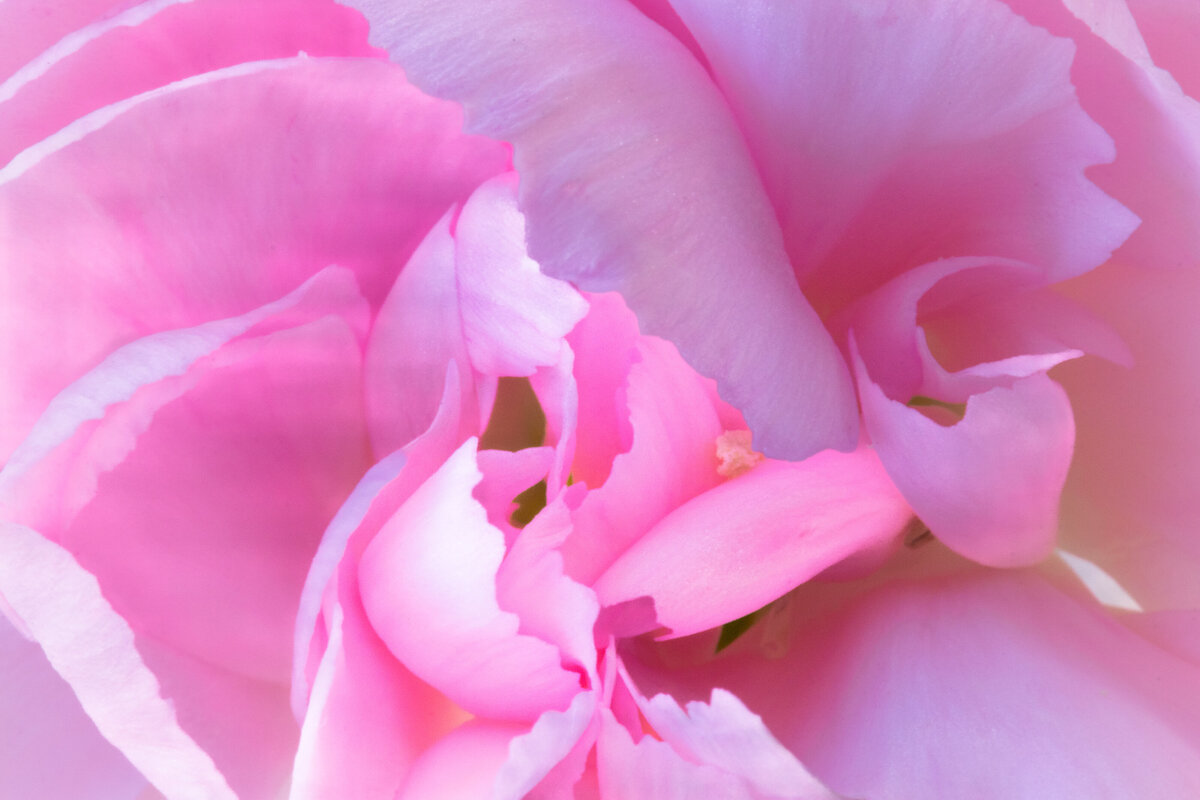 petals_1576