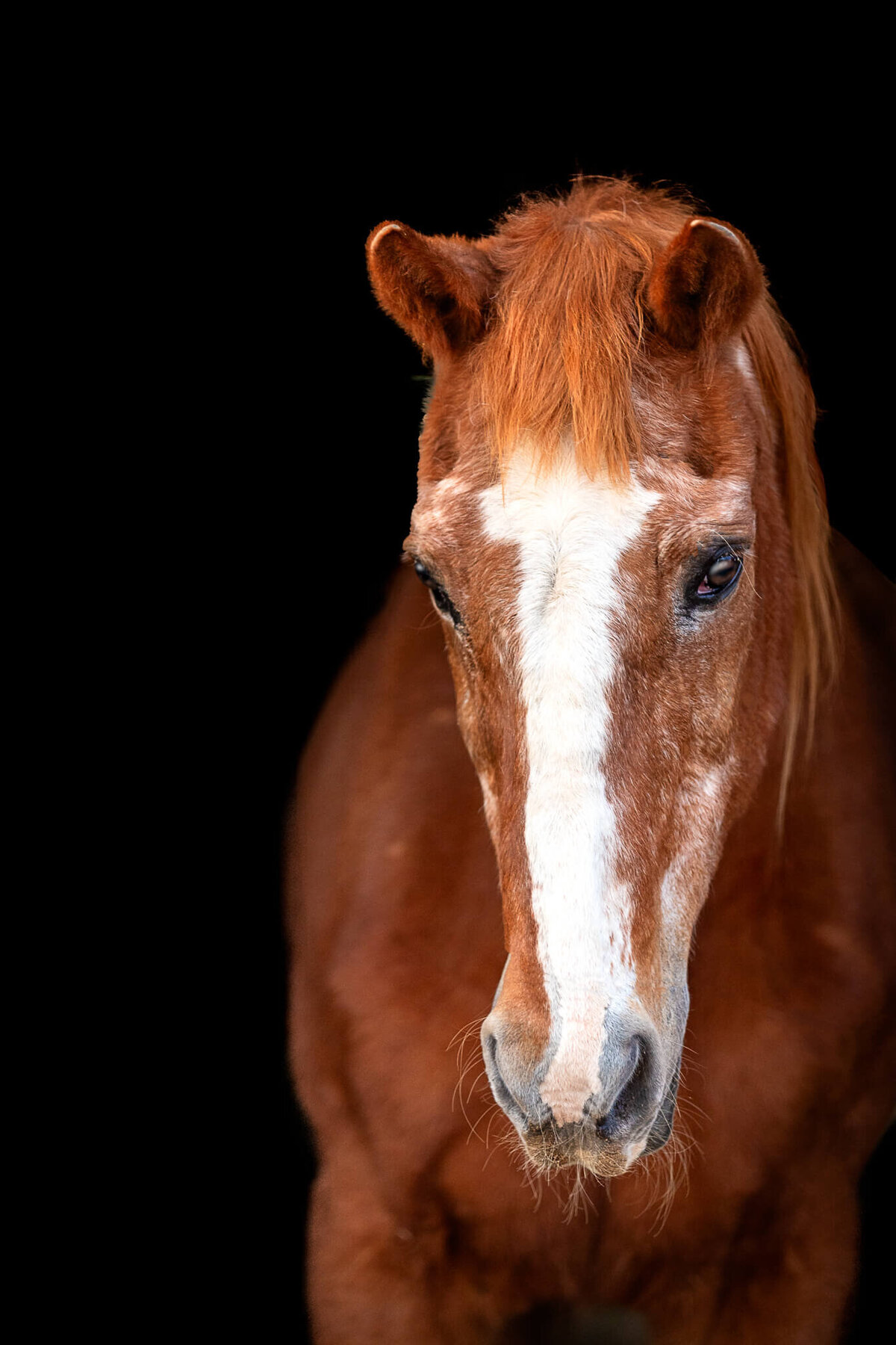 El-Paso-Texas-Fine-Art-Horse-Photographer-045