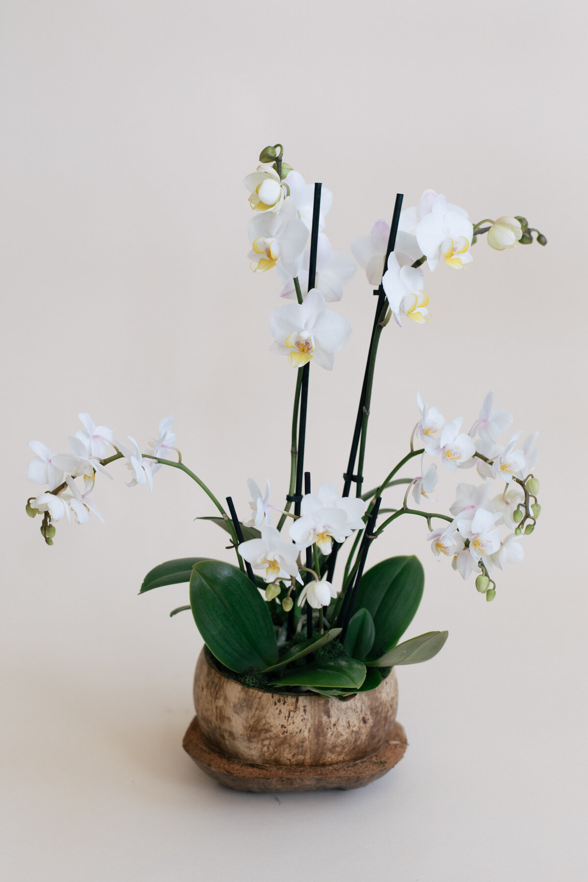 Diosa-Blooms-April-2021-8084