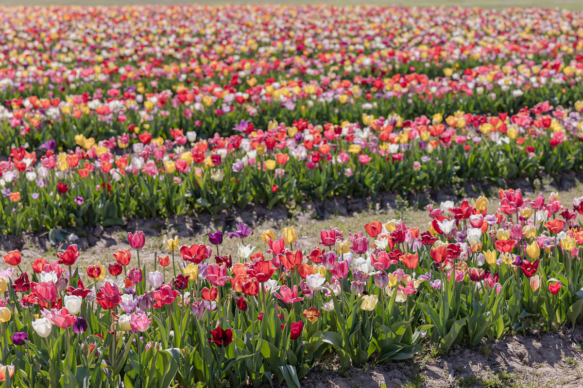 Tulip Fields 02