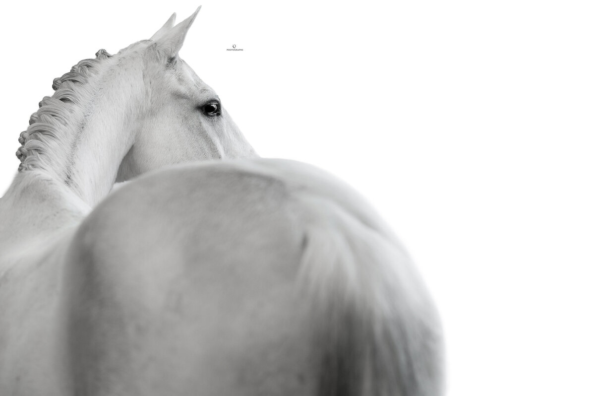 Fine-art fotografie met paard