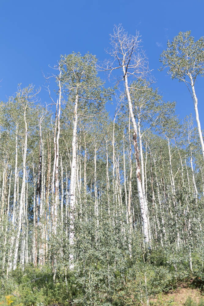ArianaNicolePhotography_Beaver_Creek_Lodge-0057