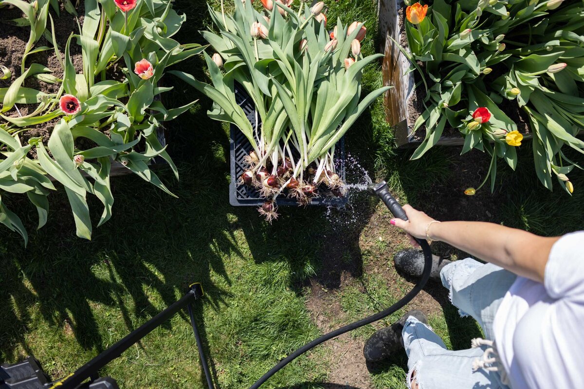 Blooms-Of-Lost-Acres-tulips-harvest