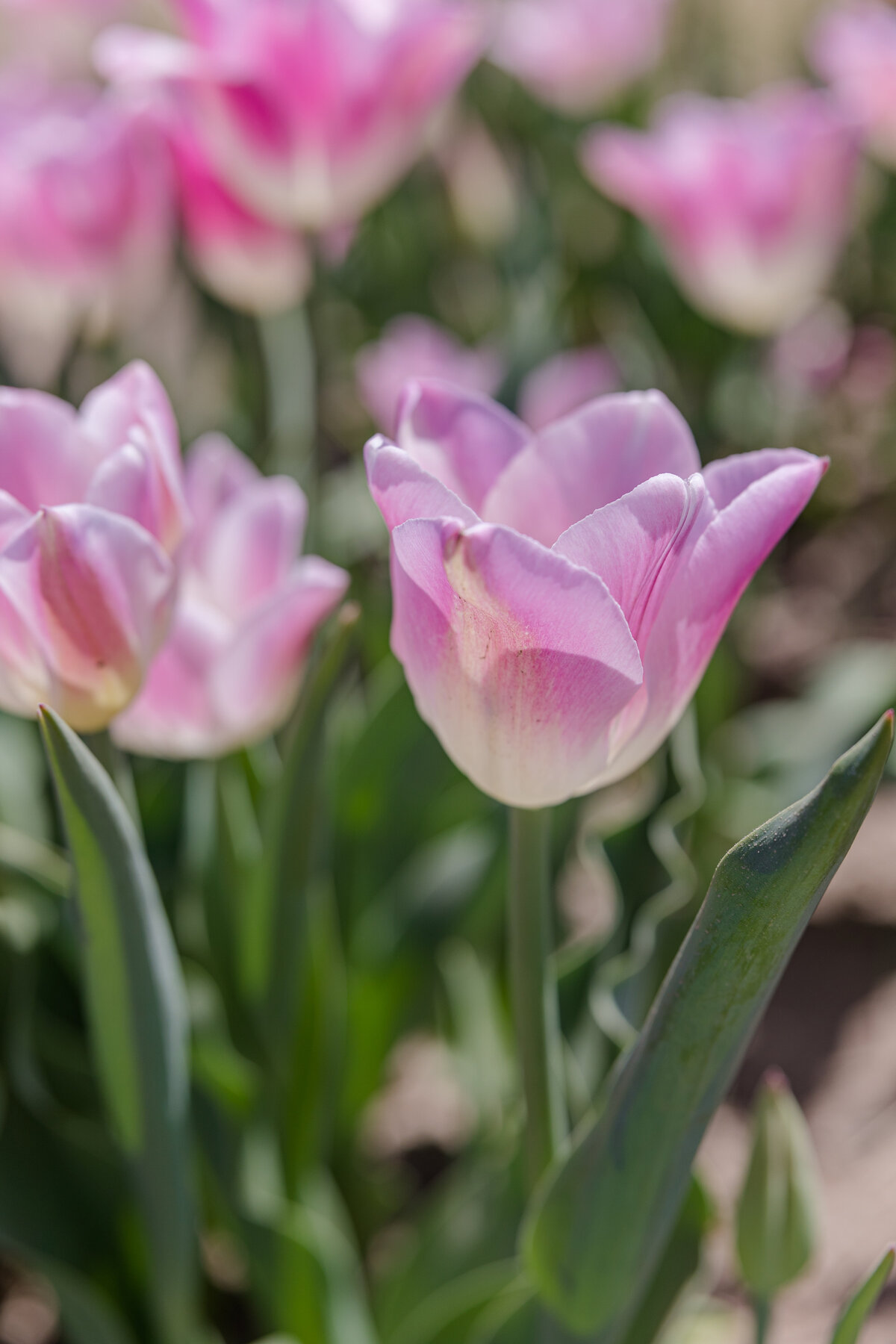Tulip Fields 13