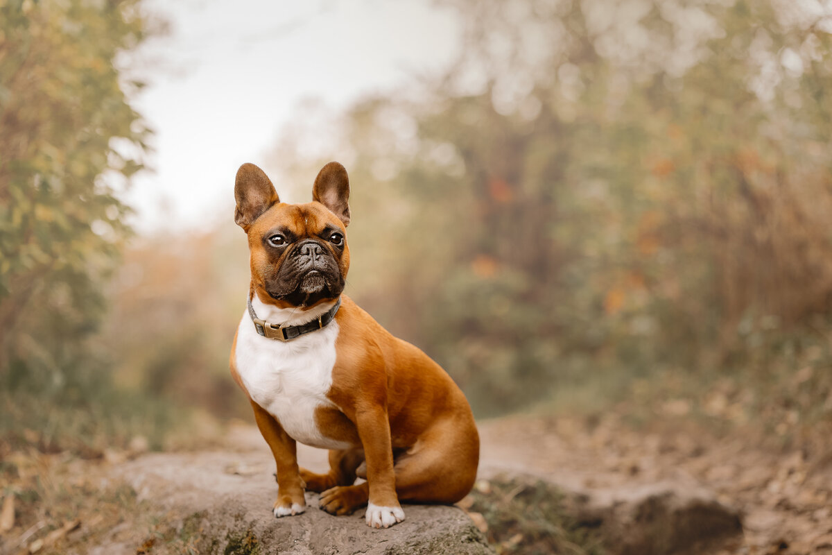 french bull dog professional portrait