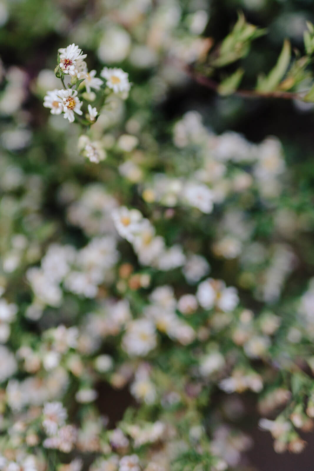 Close up of daisies