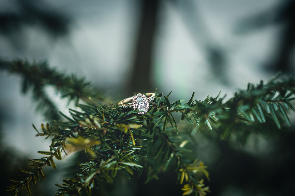 a diamond wedding ring sitting on a branch