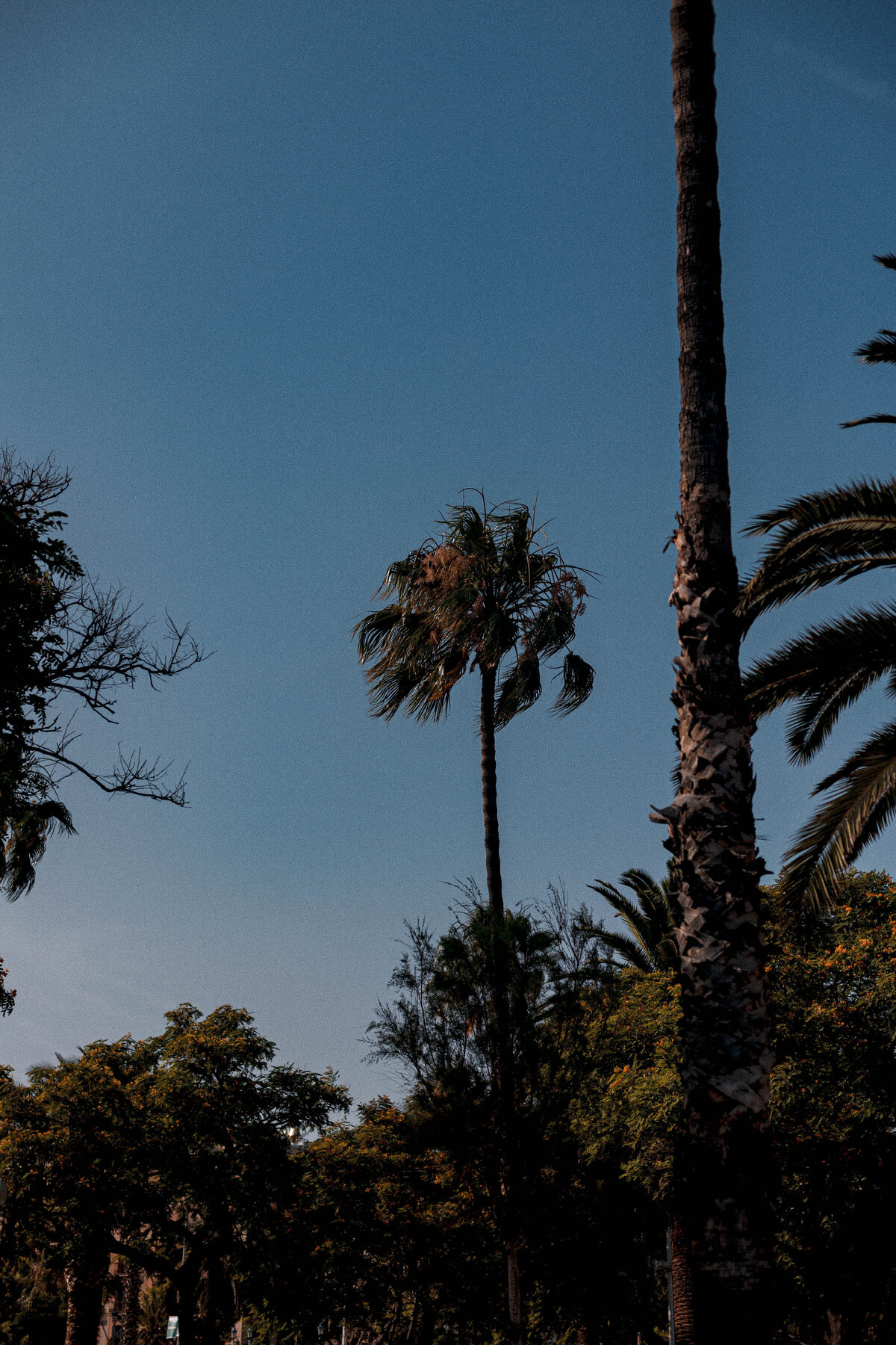 Palm trees against blue sky in Spain