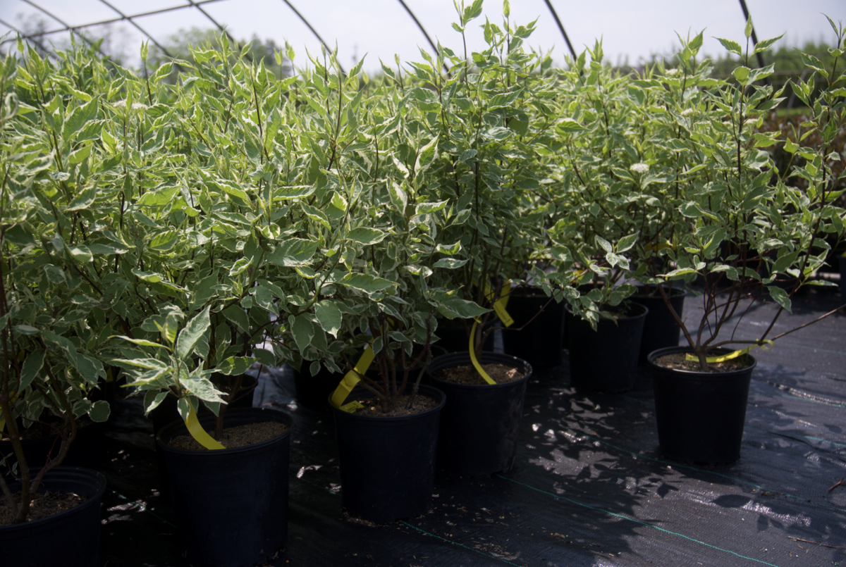 Screenshot 2025-07-17 at 11.14.19 PM