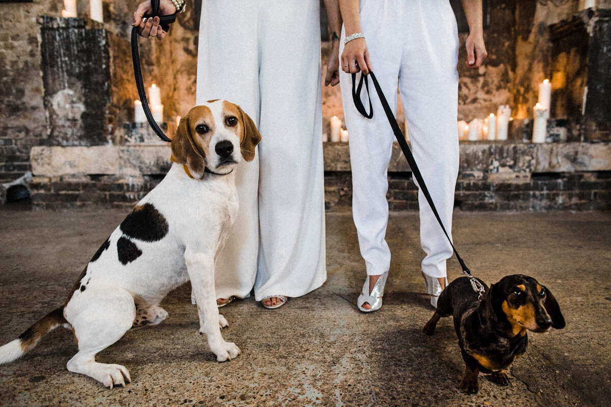 TTWWR-Animals-at-weddings-2048-45