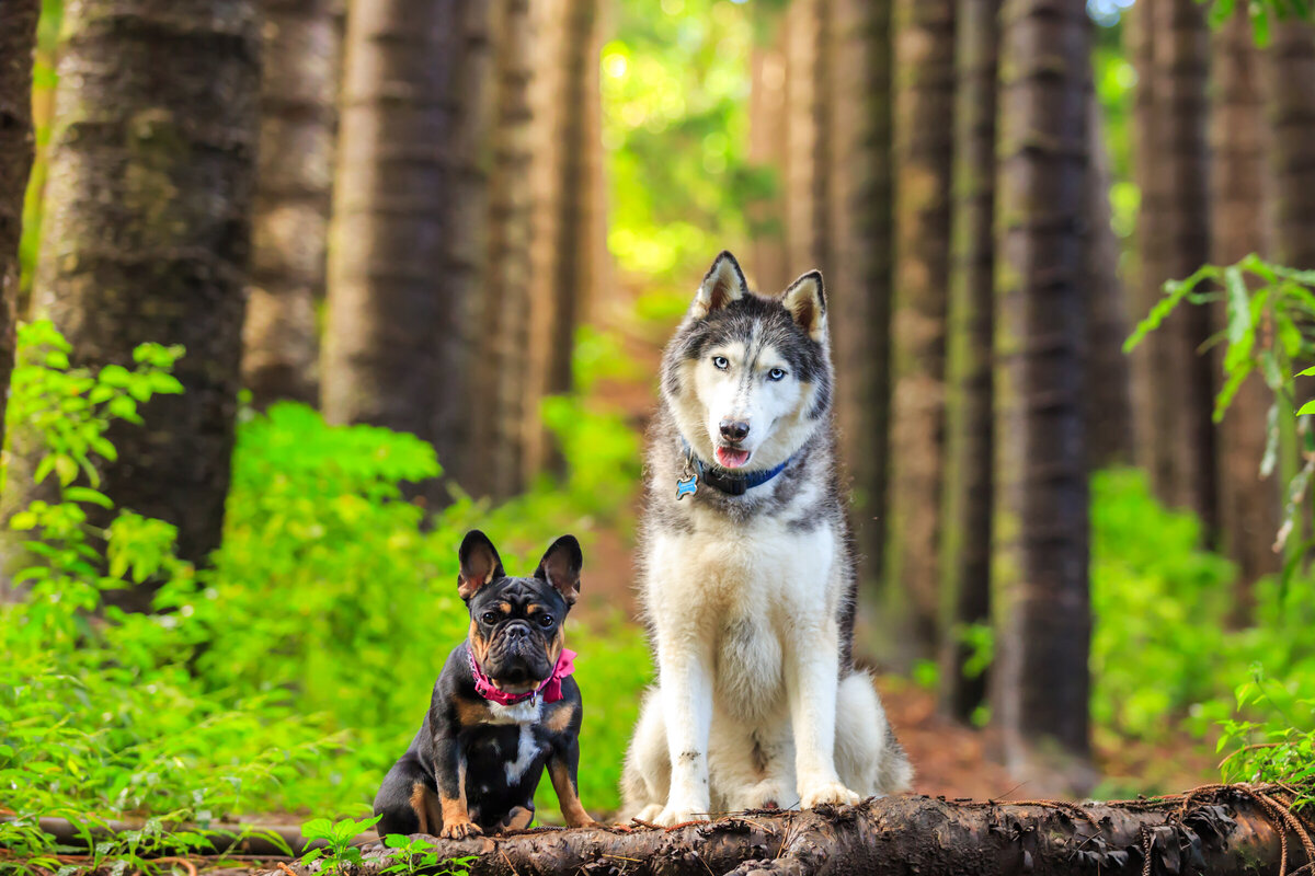 Hawaii Senior Dog Photography-26