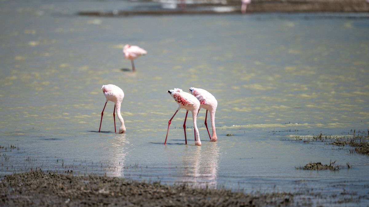 Flamingoes