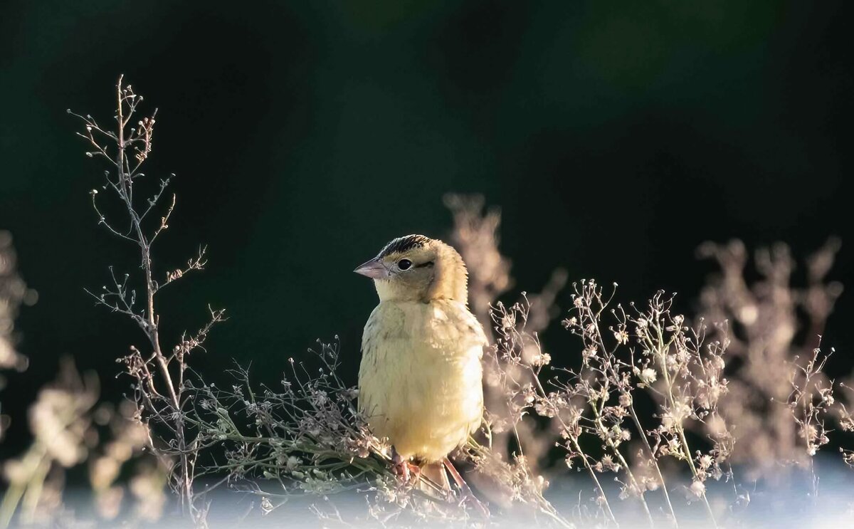 bobolink juvenile 1.7-D