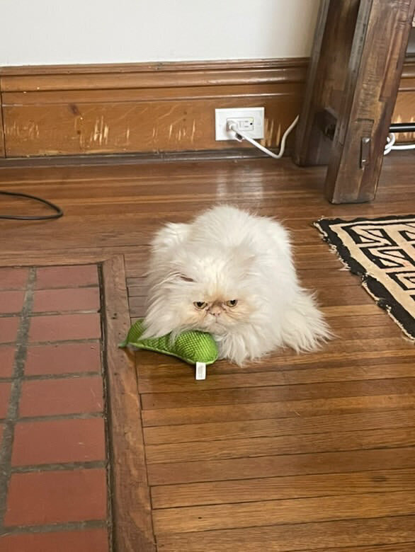 HamiltonToronto-PetSitting-010