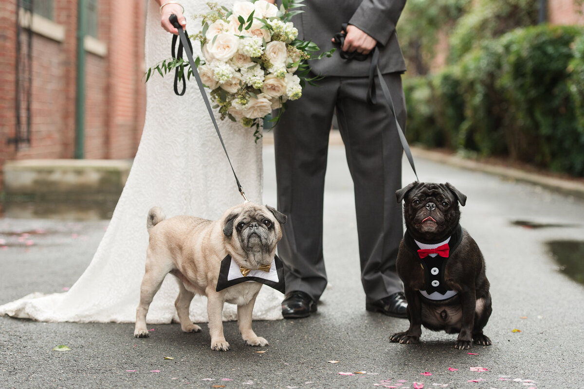 Charlotte wedding photos of pugs