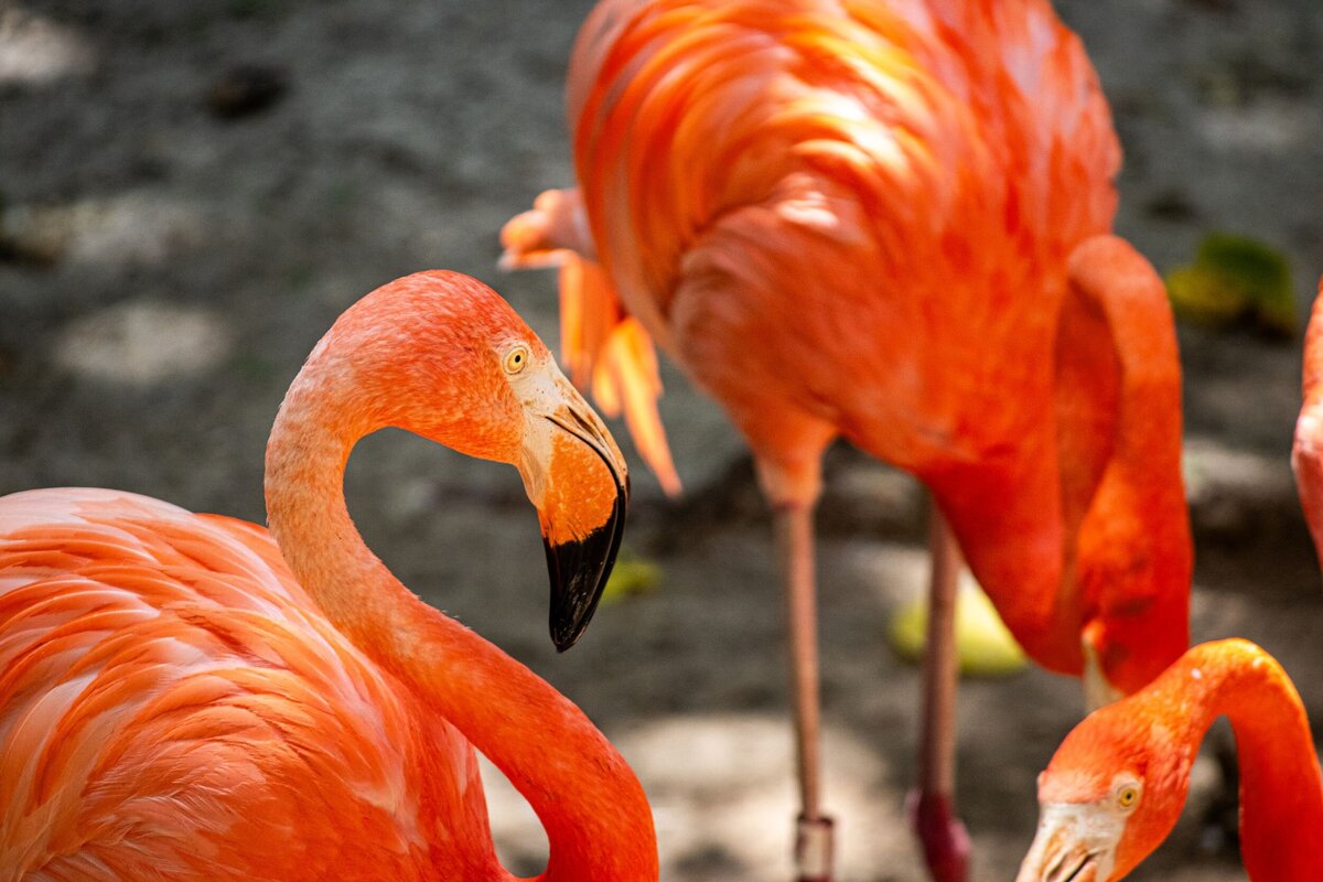 flamingos-eb0d39f7-2500