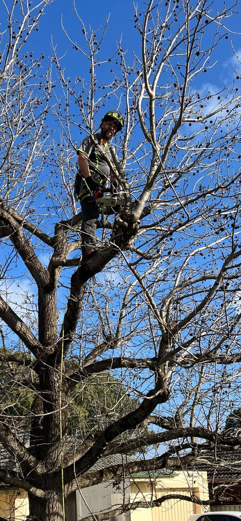 Evergreen Tree Services SA-Terry Loving His Job-002