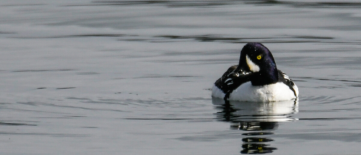 Goldeneye