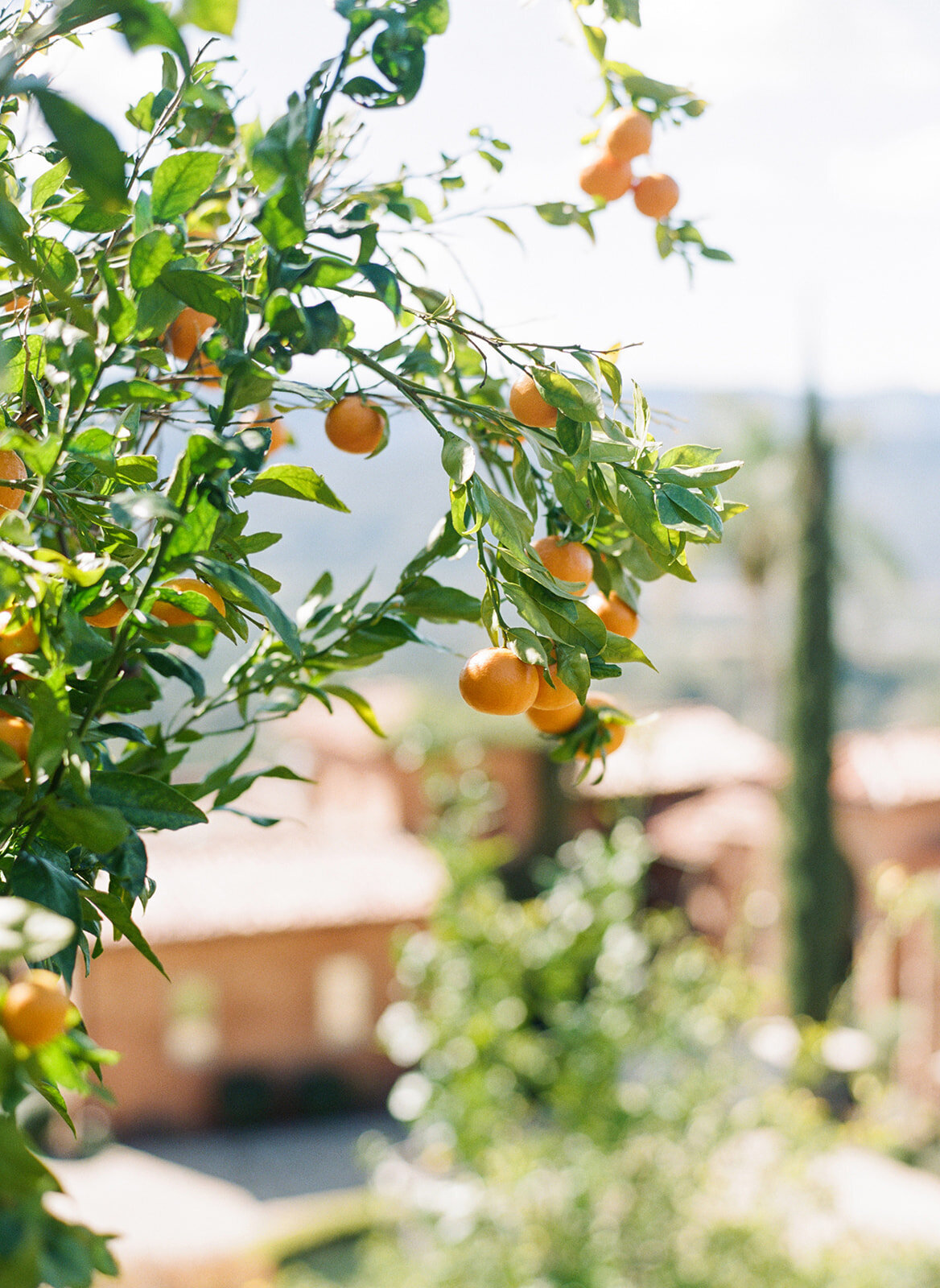 Ojai_California_Wedding_TaraHodgesPhotography_004