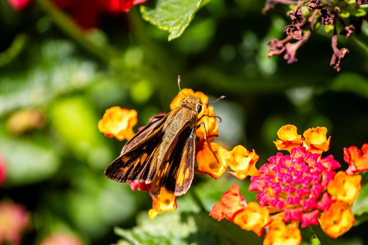mothy-butterfly-b139f8d9-2500