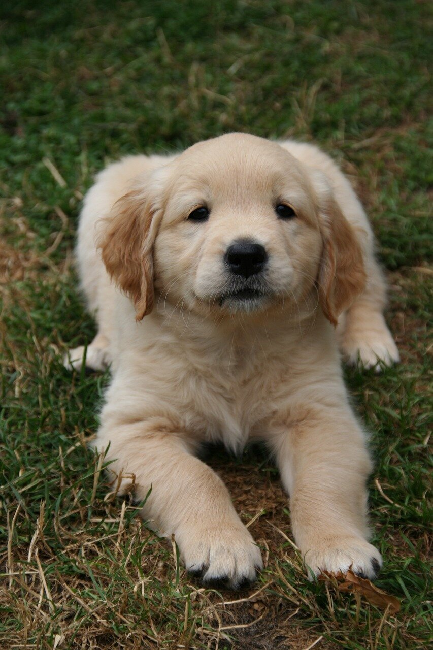golden-retriever-puppy-2706656_1280
