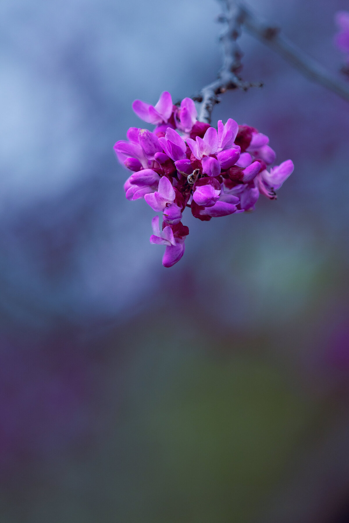 redbud_2841_2