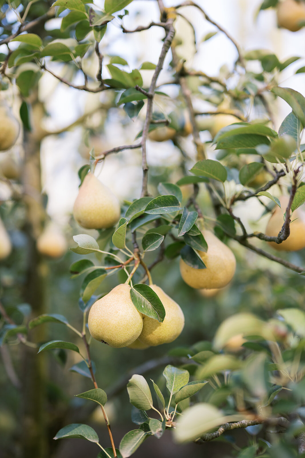 kent-noty-wedding_moffitphoto1070