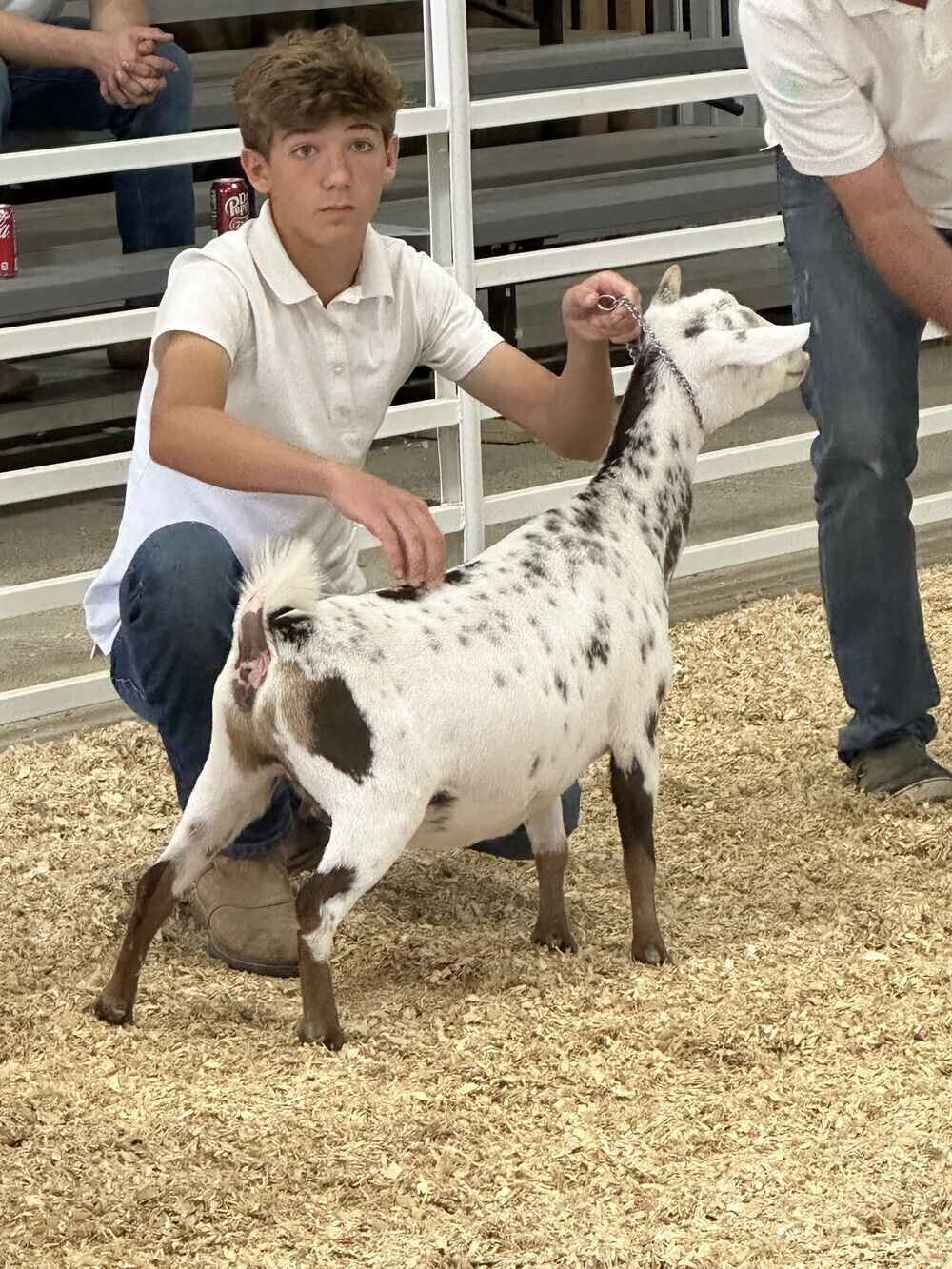 nigerian-dwarf-goat-primrose-yearling-2