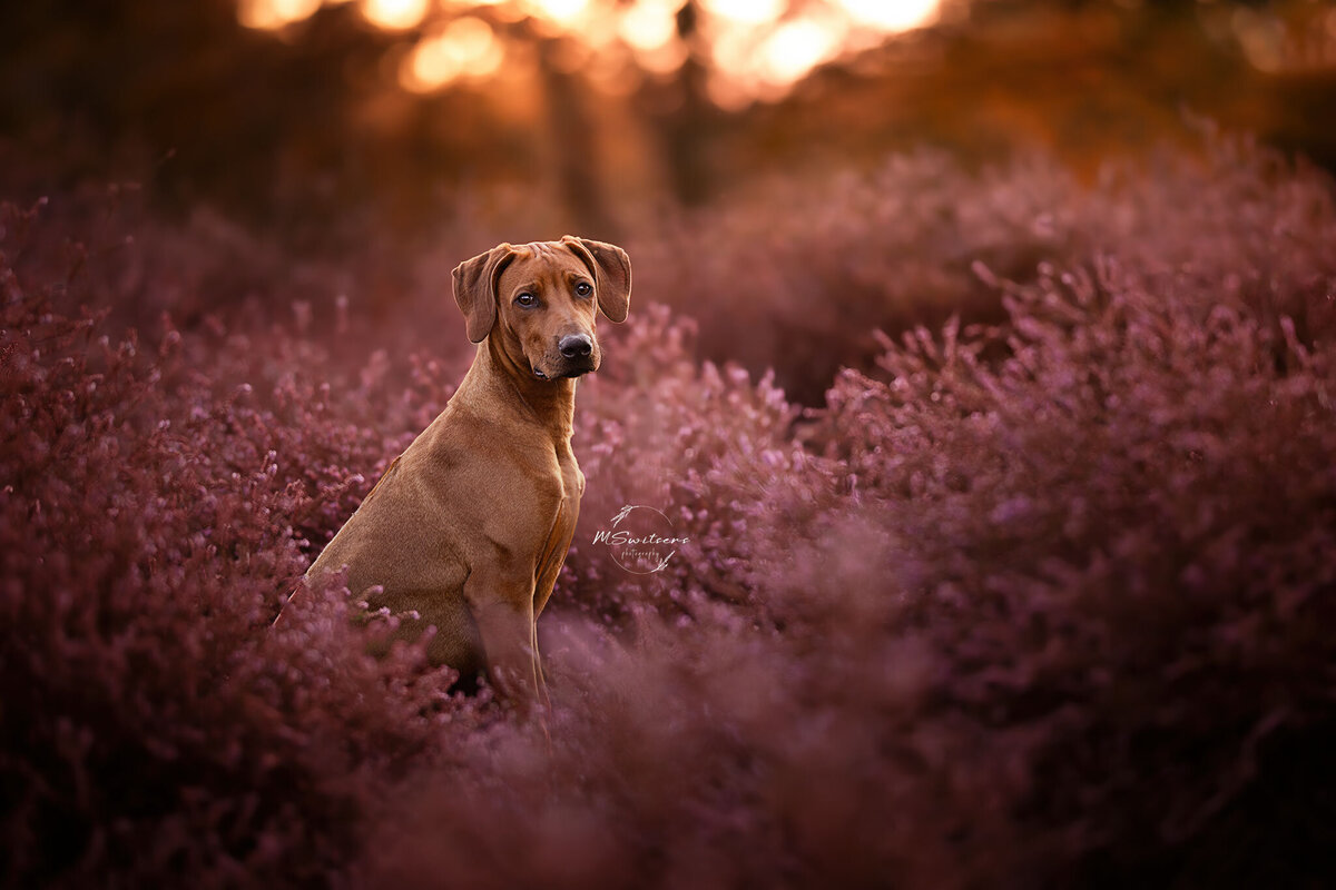 Rhodesian Ridgeback hond tijdens een hondenfotoshoot in de paarse heide met zonsondergang. 