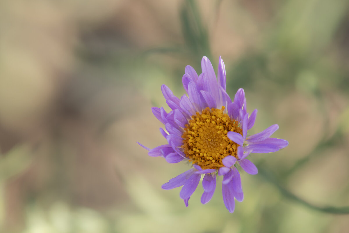 aster_0337