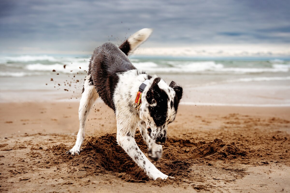 Dog digging in sand no leash McKennaPattersonPhotography
