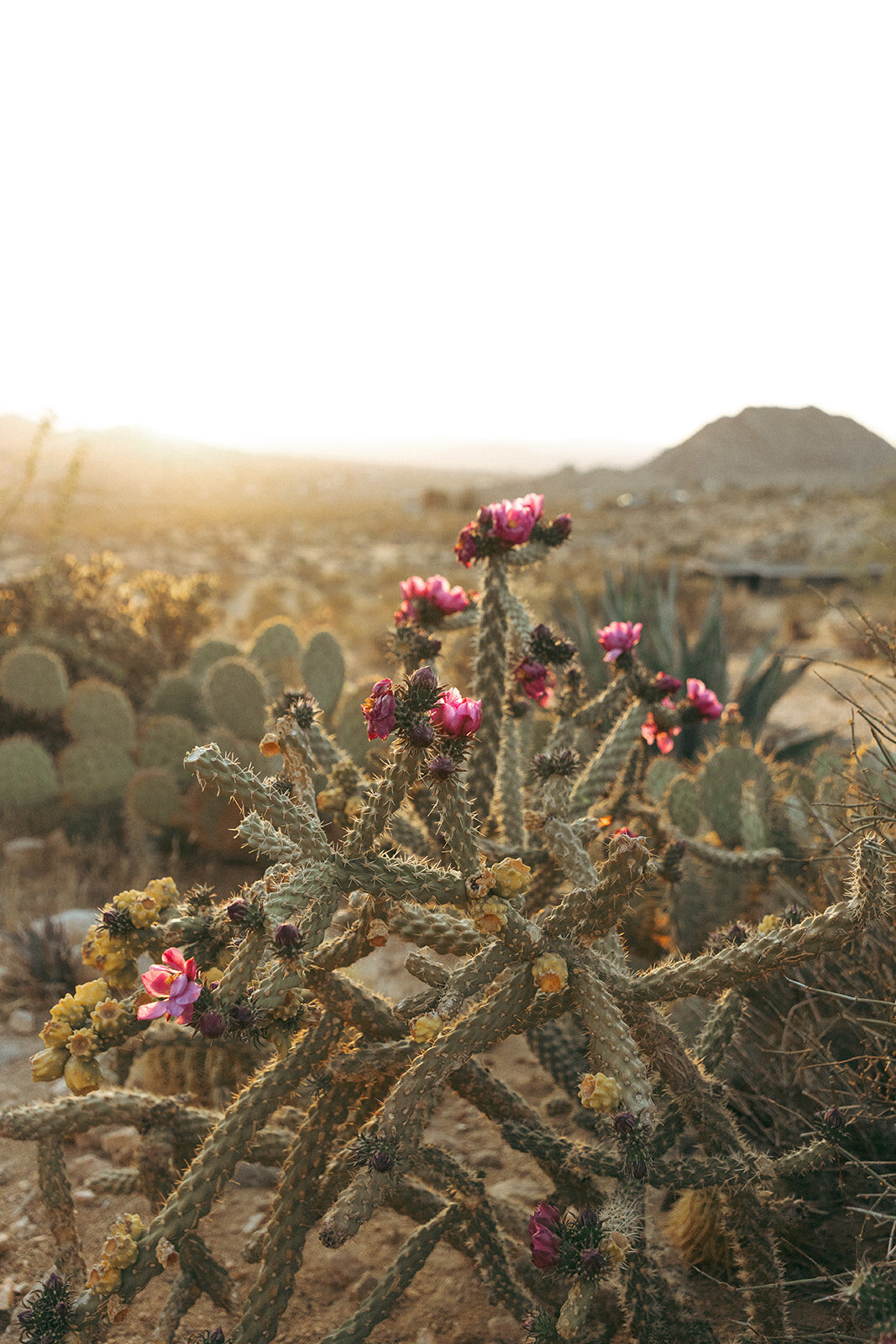 Faye-Fern-Creative-GoldenVibesPhoto-Sacred-Sands-Joshua-Tree-Wedding-Richie-James-Clara-Critchfield-Reception-Details-02