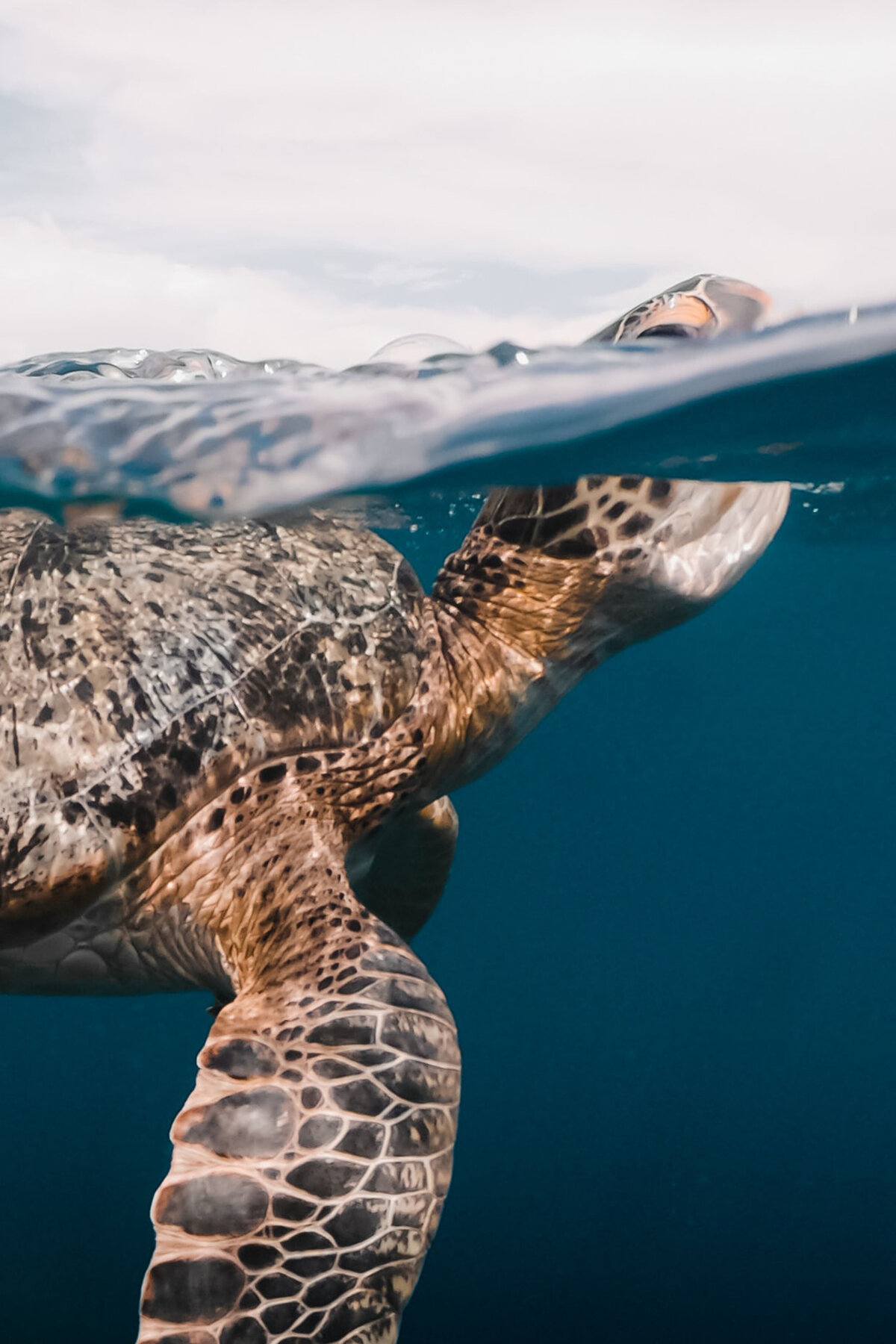 sealife_04c