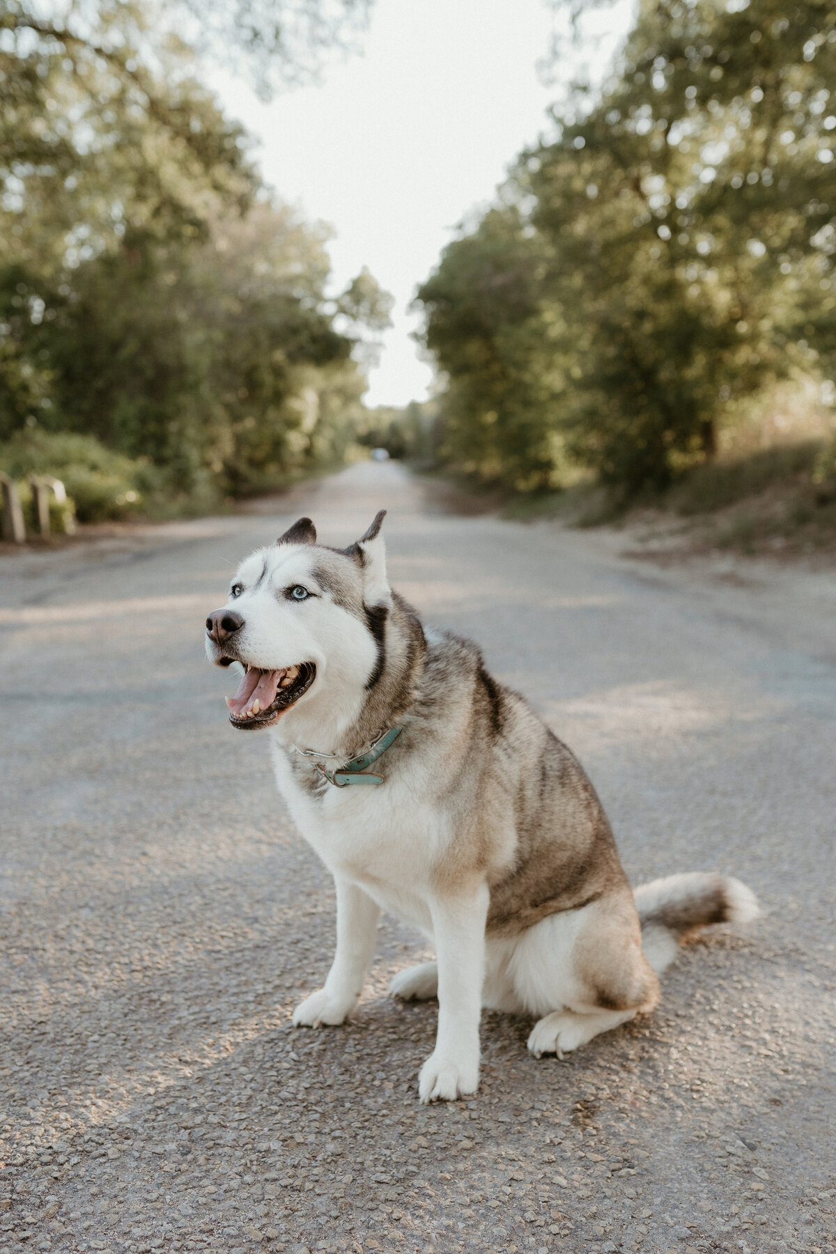 Georgetown Pet Photographer