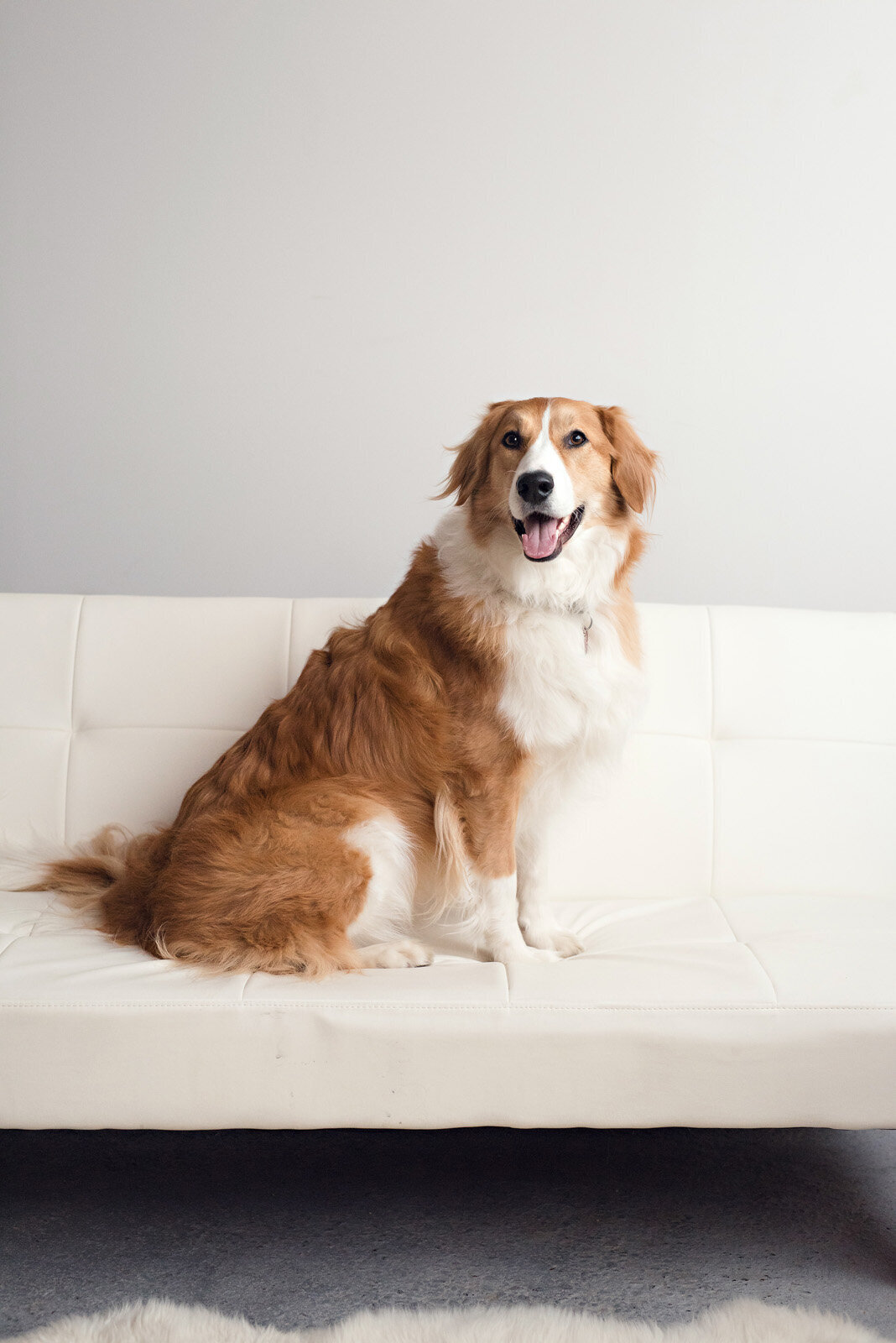 Pet Photography Minneapolis | Megan Engeseth Photography 03