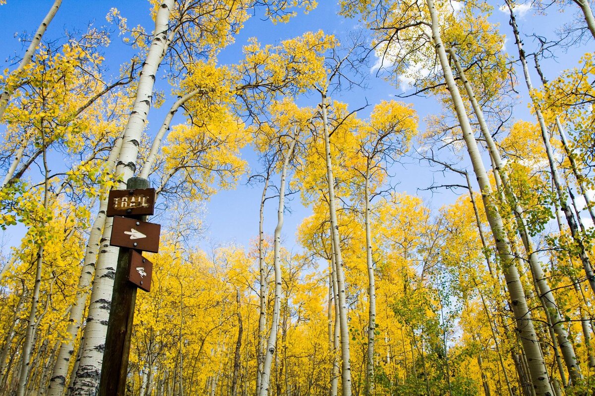 aspens