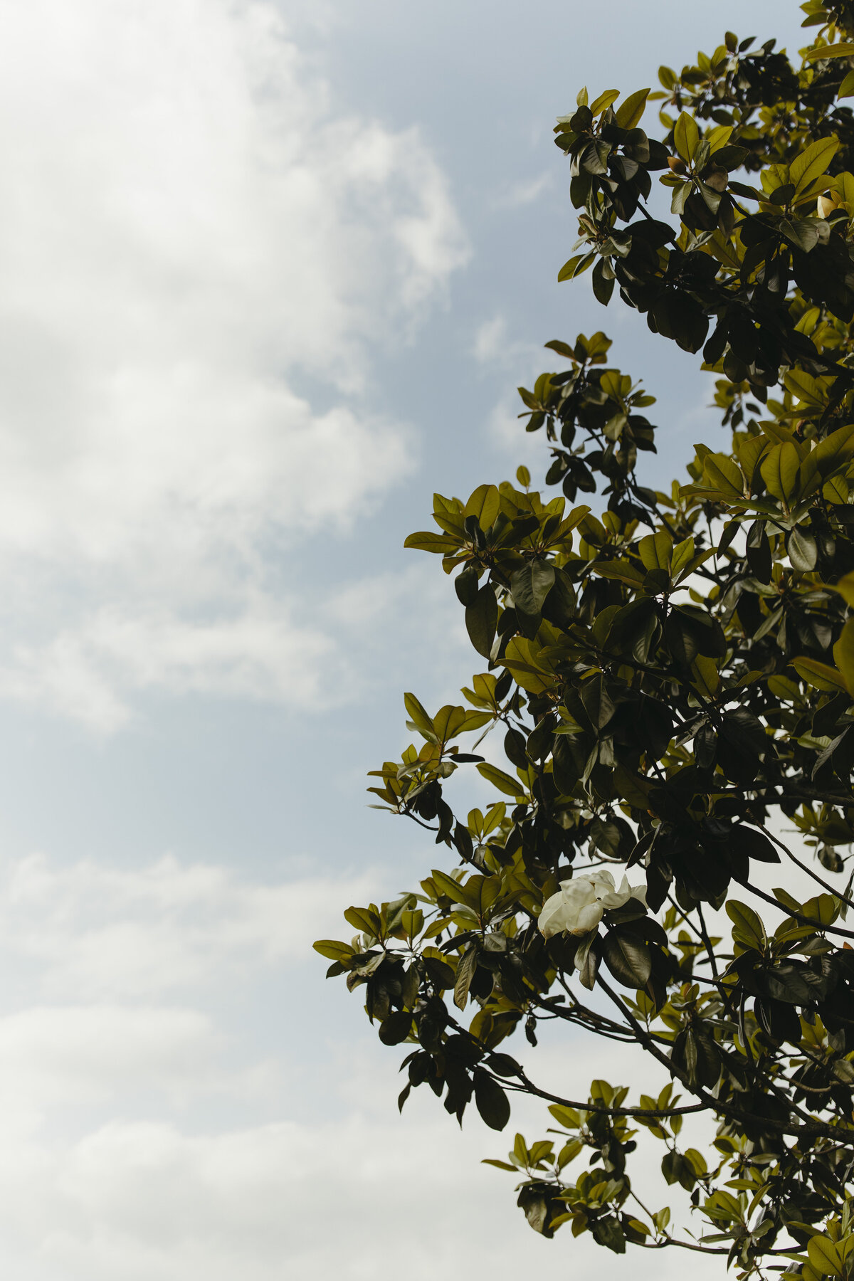 magnolia_plantation_JS-29