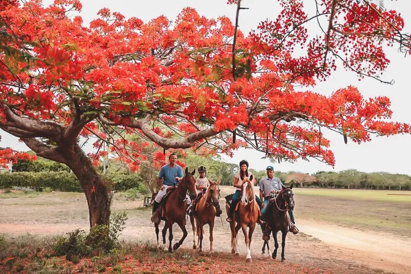 equestrian5