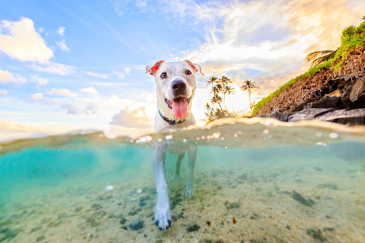 Keri-Nakahashi-Photography-Hawaii-Underwater-Photographer-8