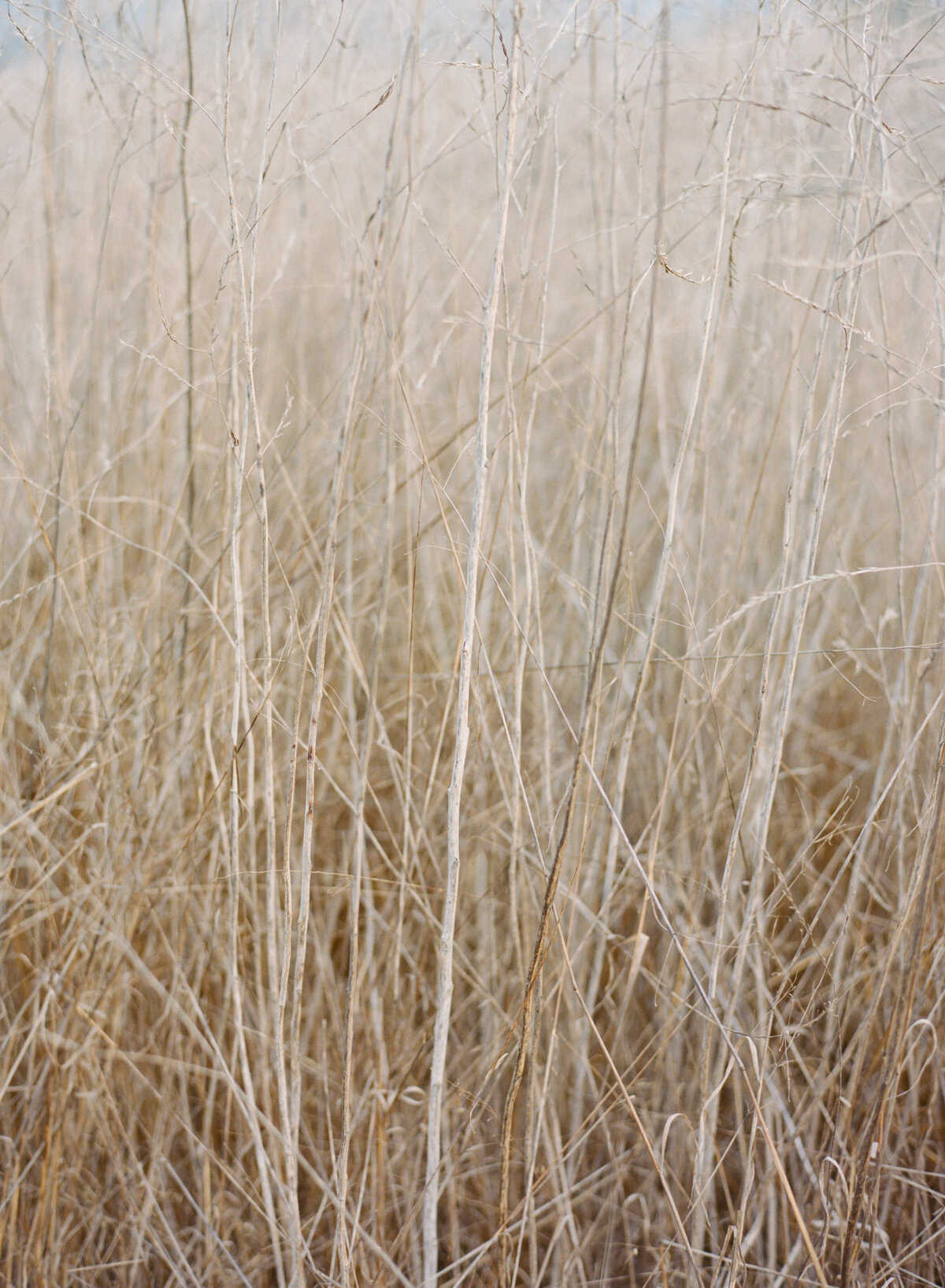 Wendy_Connor_Santa_Barbara_Engagement_Session_012