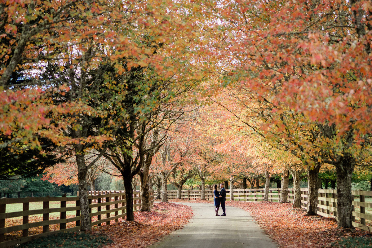 Long driveway, maple trees, autumn leaves and fall color during engagement pictures at Rockwood Farm