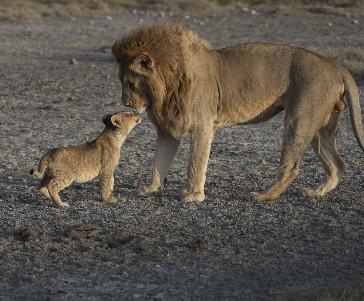 Male lion and cub in Namiri Plains Serengeti National Park Safari_By Stephanie Vermillion